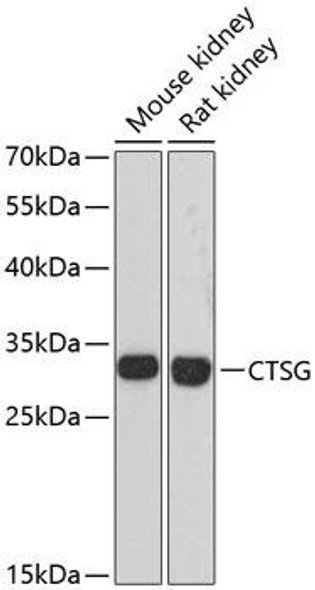 Cell Biology Antibodies 3 Anti-CTSG Antibody CAB13172