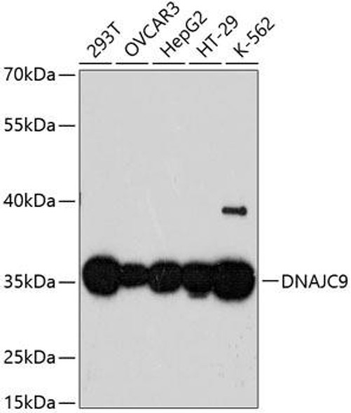 Cell Biology Antibodies 3 Anti-DNAJC9 Antibody CAB13176