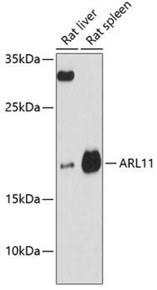Signal Transduction Antibodies 1 Anti-ARL11 Antibody CAB13234