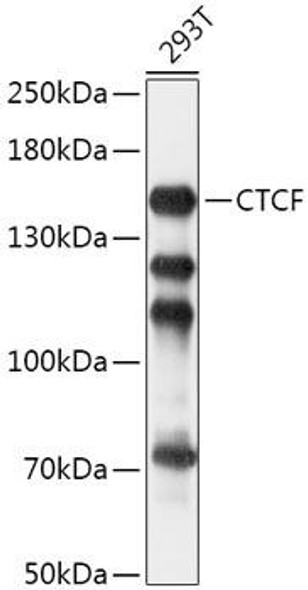 Epigenetics and Nuclear Signaling Antibodies 1 Anti-CTCF Antibody CAB13272