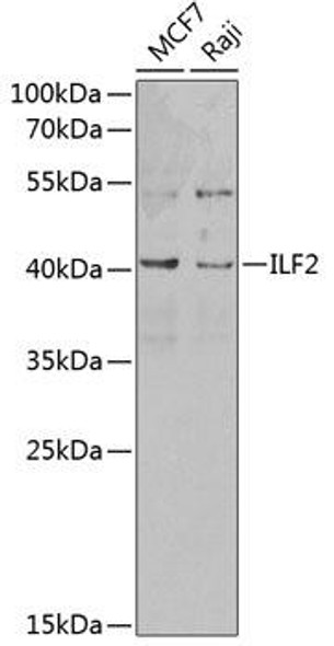 Epigenetics and Nuclear Signaling Antibodies 1 Anti-ILF2 Antibody CAB13320