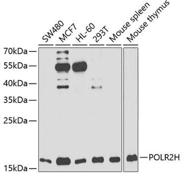 Epigenetics and Nuclear Signaling Antibodies 1 Anti-POLR2H Antibody CAB13339