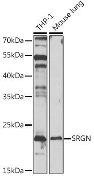 Cell Death Antibodies 1 Anti-SRGN Antibody CAB13340