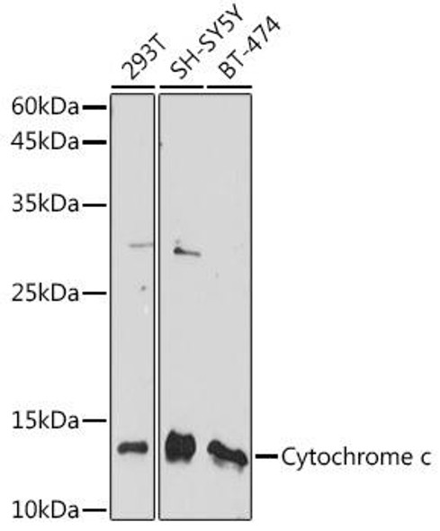 KO Validated Antibodies 1 Anti-Cytochrome c Antibody CAB13430KO Validated