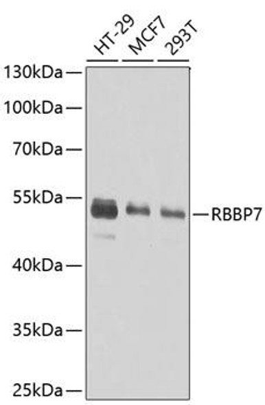 Epigenetics and Nuclear Signaling Antibodies 1 Anti-RBBP7 Antibody CAB13456