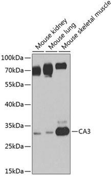 Cell Biology Antibodies 4 Anti-CA3 Antibody CAB13473