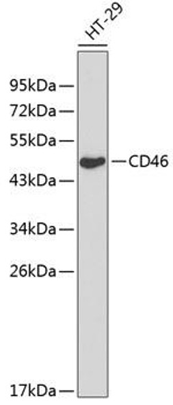 Immunology Antibodies 1 Anti-CD46 Antibody CAB13515