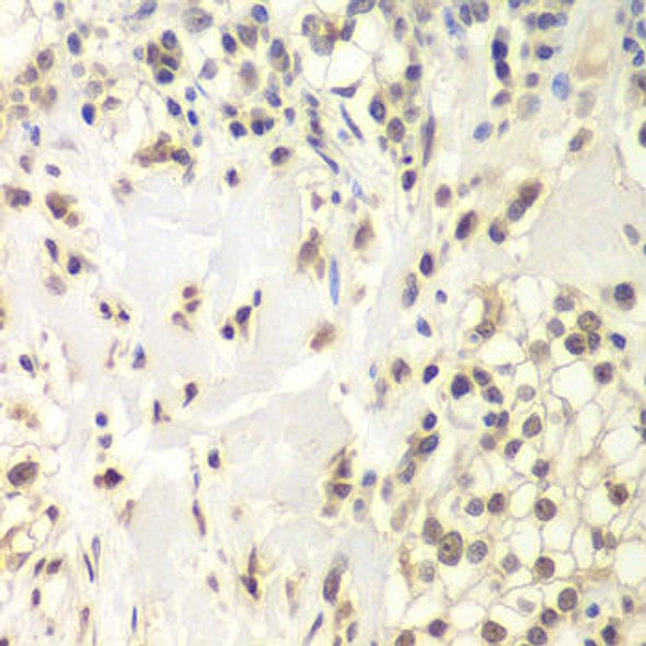 Cell Biology Antibodies 4 Anti-HAUSP / USP7 Antibody CAB13564