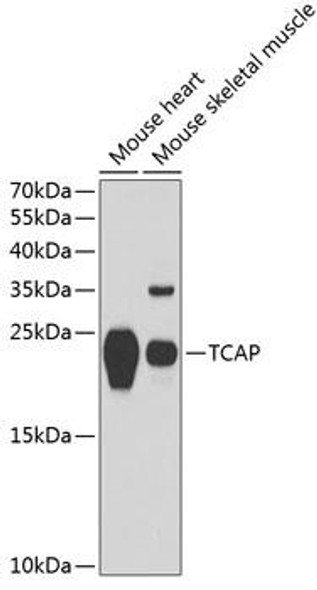 Cell Biology Antibodies 4 Anti-TCAP Antibody CAB13566