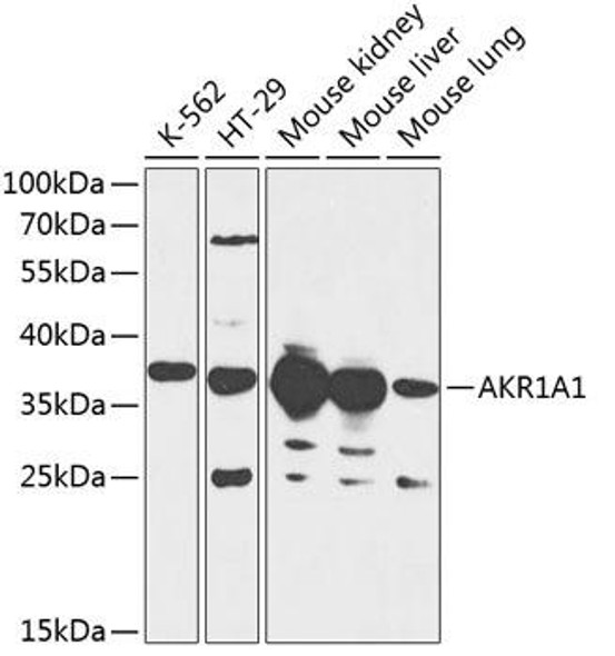 Cell Biology Antibodies 4 Anti-AKR1A1 Antibody CAB13577