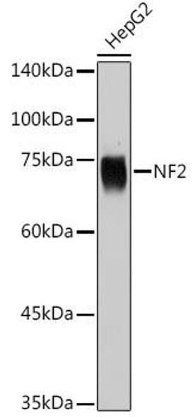 KO Validated Antibodies 1 Anti-NF2 Antibody CAB13626KO Validated
