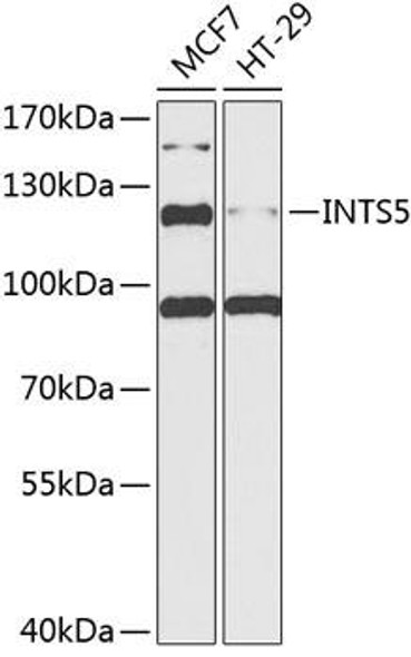 Cell Biology Antibodies 4 Anti-INTS5 Antibody CAB13646