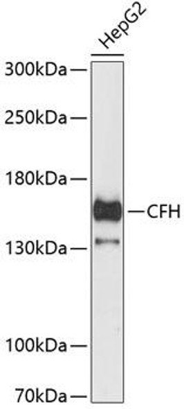 Immunology Antibodies 1 Anti-CFH Antibody CAB13686