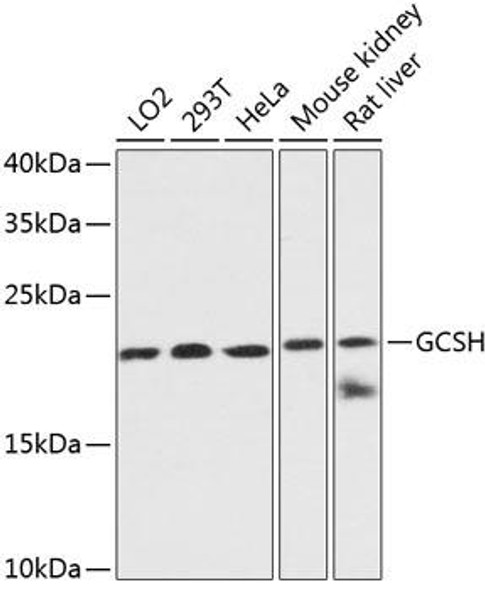 Cell Biology Antibodies 4 Anti-GCSH Antibody CAB13695