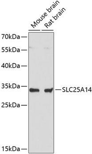 Signal Transduction Antibodies 1 Anti-SLC25A14 Antibody CAB13731