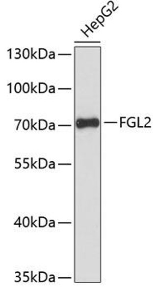 Cell Biology Antibodies 4 Anti-FGL2 Antibody CAB13755