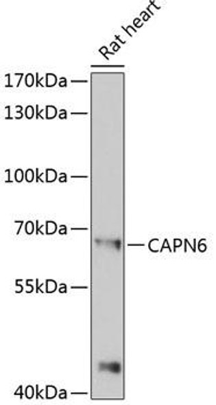 Cell Biology Antibodies 4 Anti-CAPN6 Antibody CAB13777