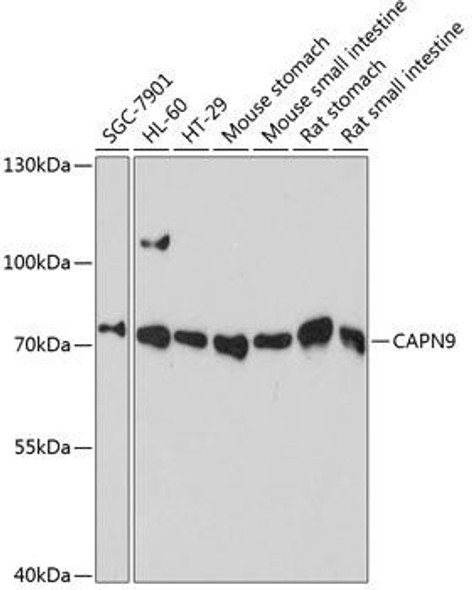 Signal Transduction Antibodies 1 Anti-CAPN9 Antibody CAB13782