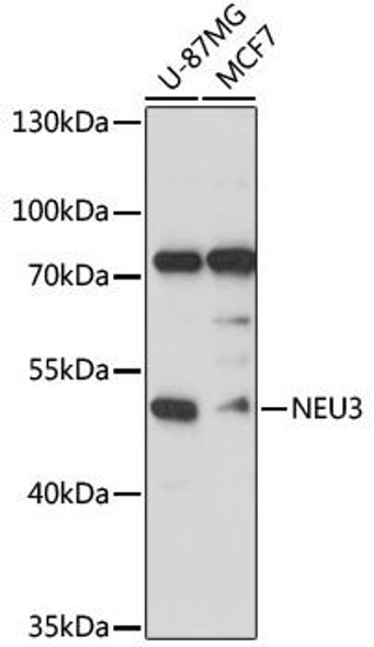 Metabolism Antibodies 1 Anti-NEU3 Antibody CAB13842