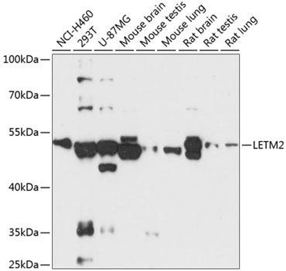 Cell Biology Antibodies 4 Anti-LETM2 Antibody CAB13869