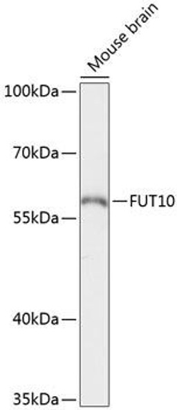 Cell Biology Antibodies 4 Anti-FUT10 Antibody CAB13872