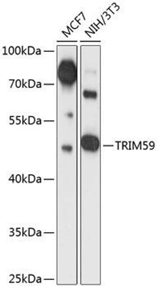 Cell Biology Antibodies 4 Anti-TRIM59 Antibody CAB13876