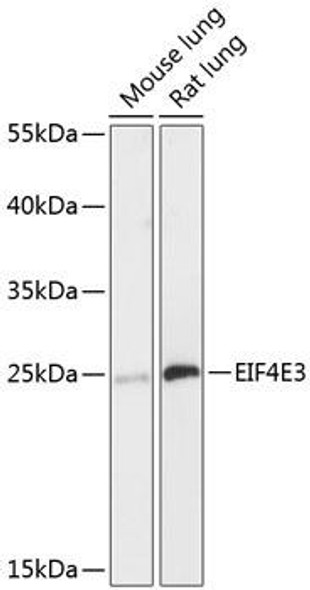 Metabolism Antibodies 1 Anti-EIF4E3 Antibody CAB13879