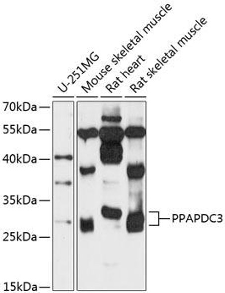 Cell Biology Antibodies 4 Anti-PPAPDC3 Antibody CAB13882