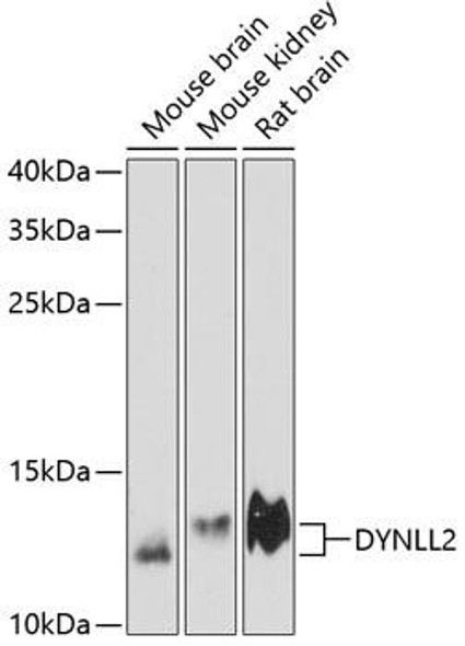 Signal Transduction Antibodies 1 Anti-DYNLL2 Antibody CAB13889