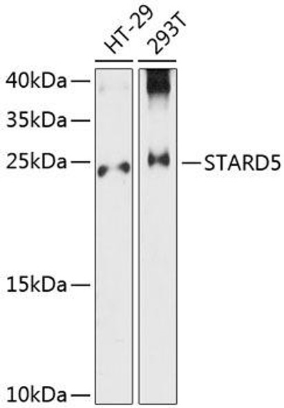 Cell Biology Antibodies 4 Anti-STARD5 Antibody CAB13901
