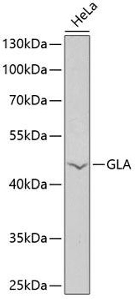 Cell Biology Antibodies 4 Anti-GLA Antibody CAB13987