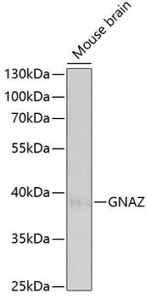 Cell Biology Antibodies 4 Anti-GNAZ Antibody CAB13991