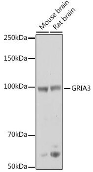 Signal Transduction Antibodies 1 Anti-GRIA3 Antibody CAB13993