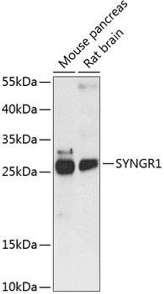 Cell Biology Antibodies 4 Anti-SYNGR1 Antibody CAB14087