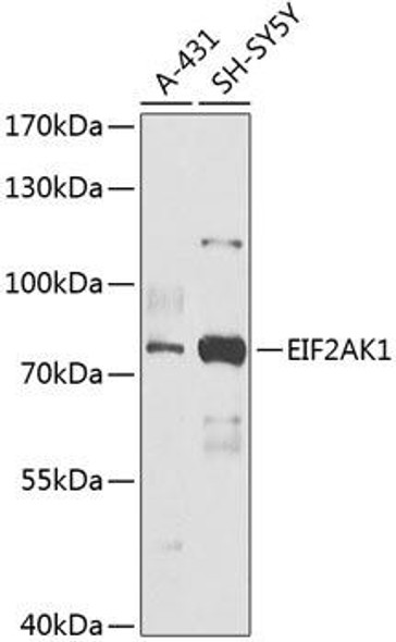 Cell Biology Antibodies 4 Anti-EIF2AK1 Antibody CAB14119