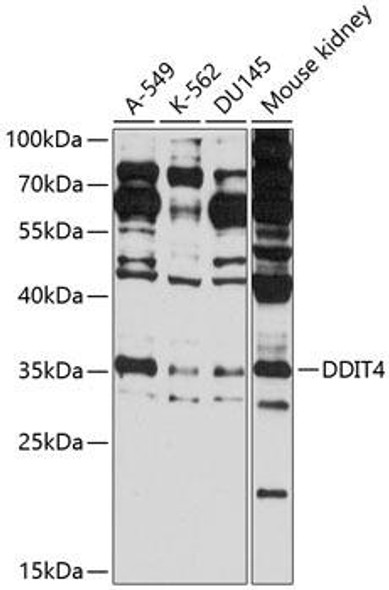 Immunology Antibodies 1 Anti-DDIT4 Antibody CAB14135