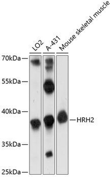 Cell Biology Antibodies 4 Anti-HRH2 Antibody CAB14170