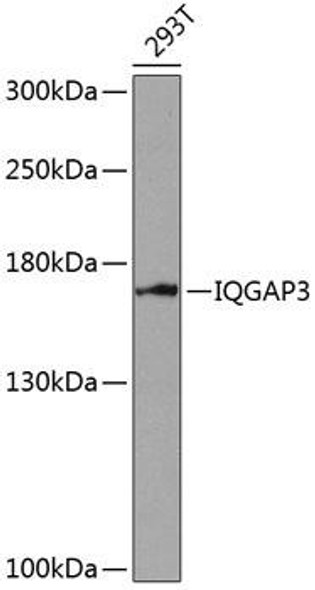 Cell Biology Antibodies 4 Anti-IQGAP3 Antibody CAB14197