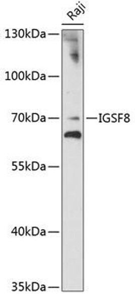 Cell Biology Antibodies 4 Anti-IGSF8 Antibody CAB14297