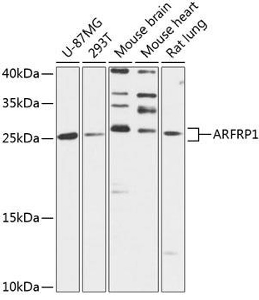 Cell Biology Antibodies 4 Anti-ARFRP1 Antibody CAB14311