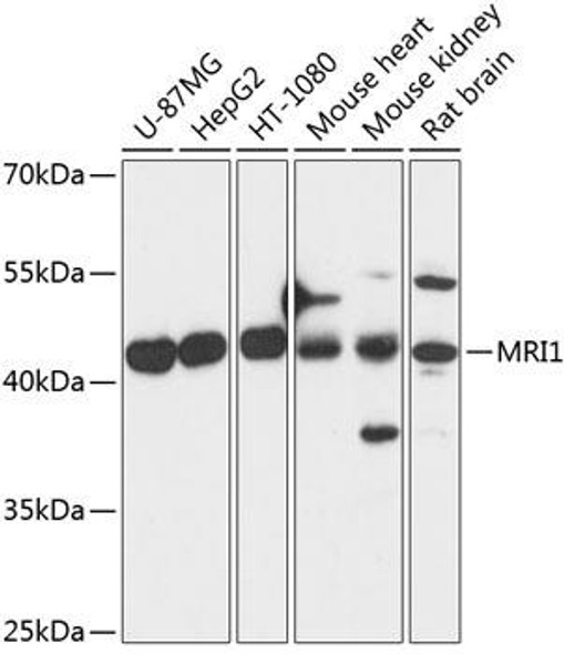 Metabolism Antibodies 1 Anti-MRI1 Antibody CAB14344