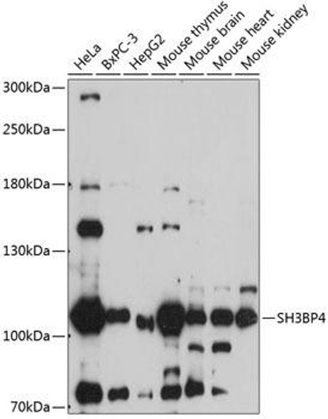 Cell Biology Antibodies 4 Anti-SH3BP4 Antibody CAB14351