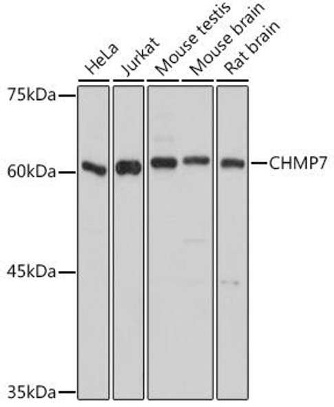 Cell Biology Antibodies 4 Anti-CHMP7 Antibody CAB14360