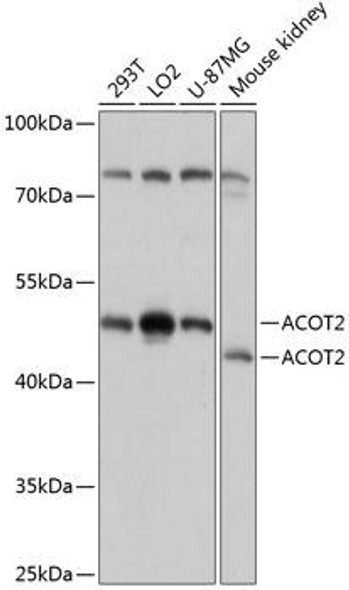 Metabolism Antibodies 1 Anti-ACOT2 Antibody CAB14390