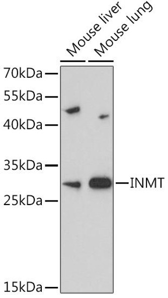 Cell Biology Antibodies 5 Anti-INMT Antibody CAB14391