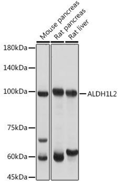 Metabolism Antibodies 1 Anti-ALDH1L2 Antibody CAB14455