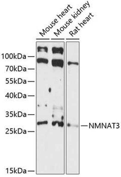 Metabolism Antibodies 1 Anti-NMNAT3 Antibody CAB14465
