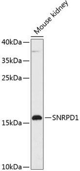 Epigenetics and Nuclear Signaling Antibodies 3 Anti-SNRPD1 Antibody CAB14493