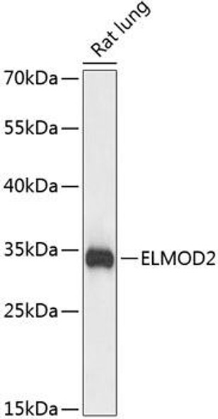 Immunology Antibodies 1 Anti-ELMOD2 Antibody CAB14524