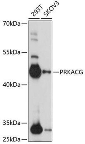 Cell Biology Antibodies 5 Anti-PRKACG Antibody CAB14552